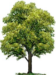 CT State Tree White Oak